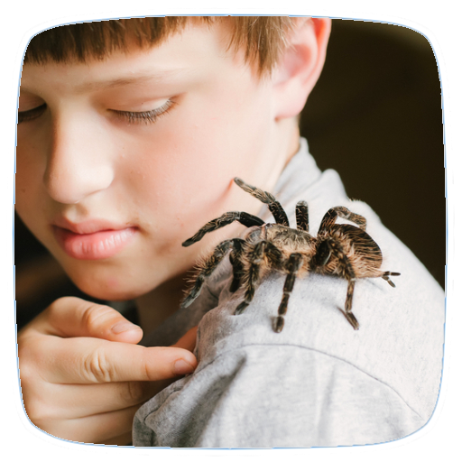 Pet Tarantula Care Guide
