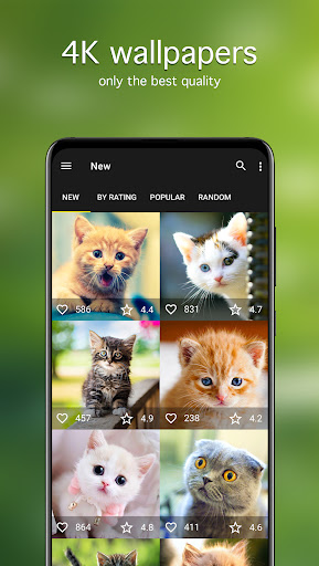 Cat Wallpapers & Cute Kittens ekran görüntüsü