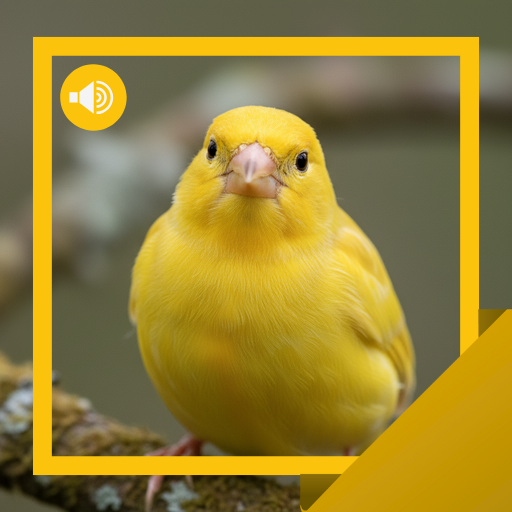 Canary Sounds & Info