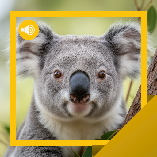 Koala Ayısı Sesleri ve Hikaye