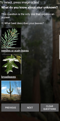 Virginia Tech Tree ID ekran görüntüsü
