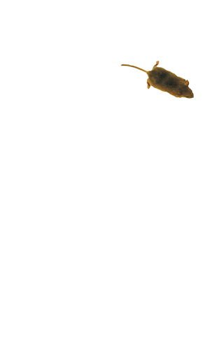 Mouse simulator: game for cat ekran görüntüsü