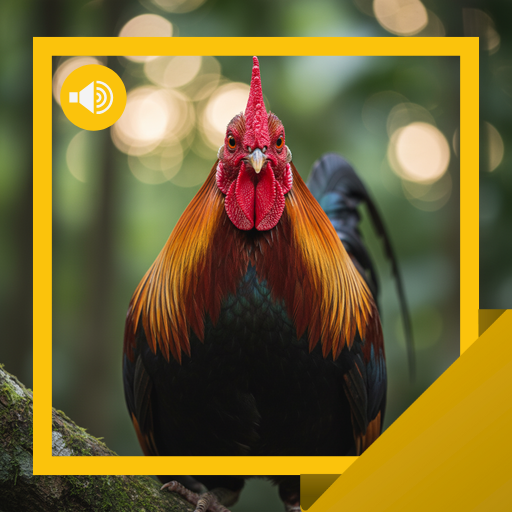 Kızıl-Junglefowl Ses & Hikaye