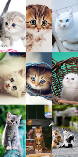 Cute Cat Wallpapers ekran görüntüsü