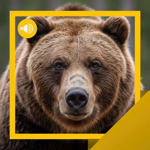 Bear Sounds & Stories