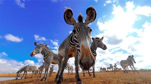 Virtual Reality Animals! ekran görüntüsü