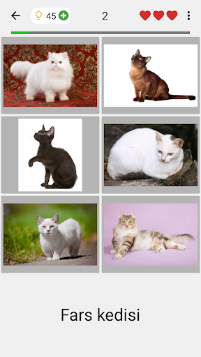 Kedi ırkları - Fotoğraf testi ekran görüntüsü