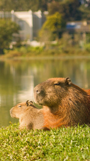 Capybara Wallpaper ekran görüntüsü