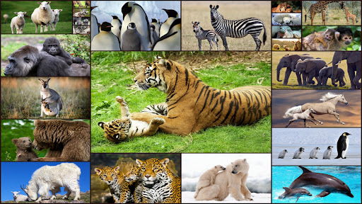 Puzzle Game with Baby Animals ekran görüntüsü