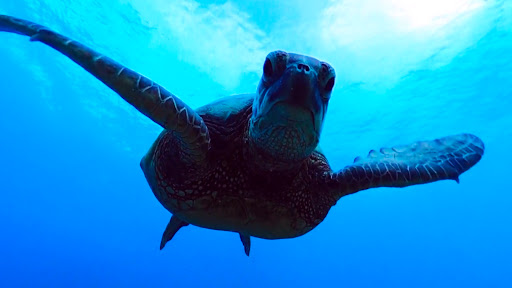 Virtual Reality OCEANS! ekran görüntüsü