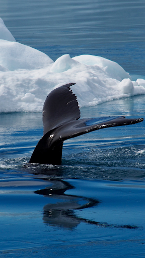 Whale Wallpaper ekran görüntüsü
