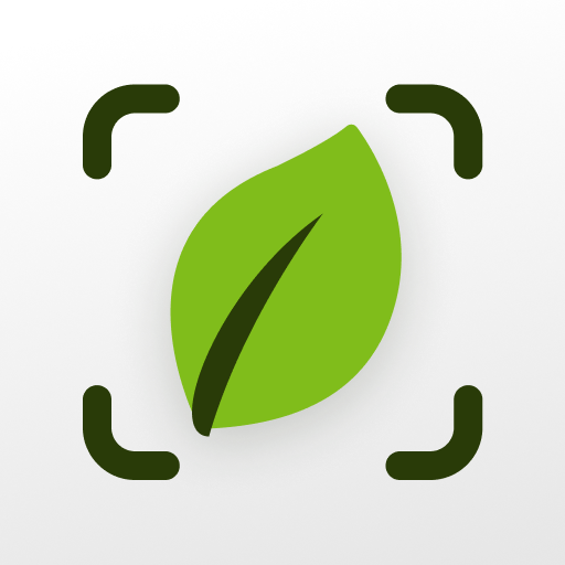 Plant Identifier & Care: Ficus