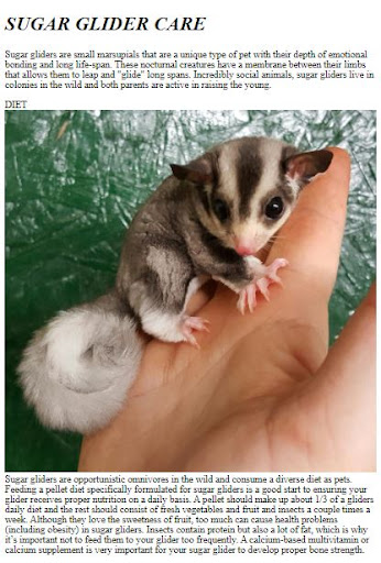 Pet Sugar Glider Care Guide ekran görüntüsü