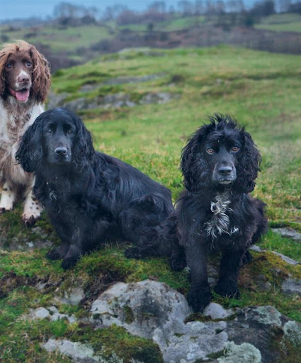 Gundog Journal Magazine ekran görüntüsü