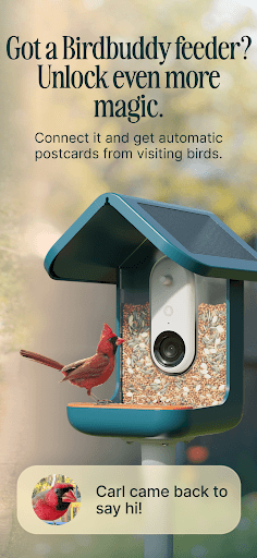 Birdbuddy: ID & Collect Birds ekran görüntüsü