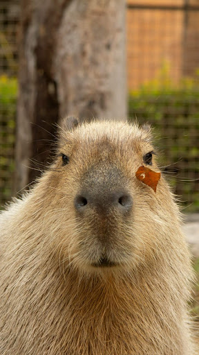Capybara Wallpaper ekran görüntüsü
