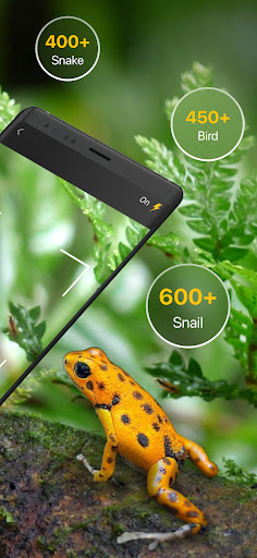 Frog Identifier Reptile ID ekran görüntüsü