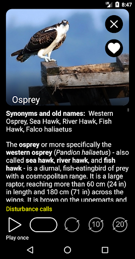 Birds of Russia Field Guide ekran görüntüsü