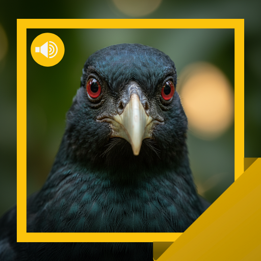 Coucal Sounds & Story
