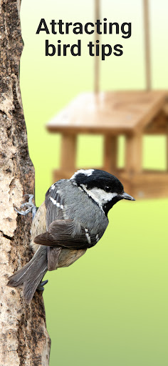 Picture Bird - Bird Identifier ekran görüntüsü