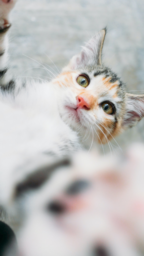 Sevimli Kedi Duvar Kağıdı ekran görüntüsü