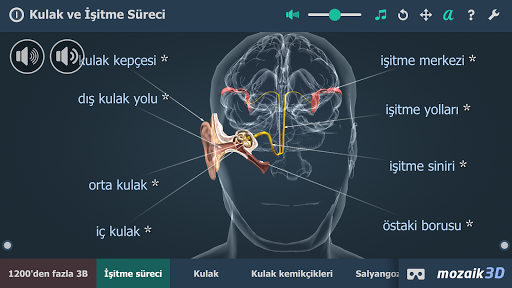 Kulak ve İşitme Süreci 3B ekran görüntüsü