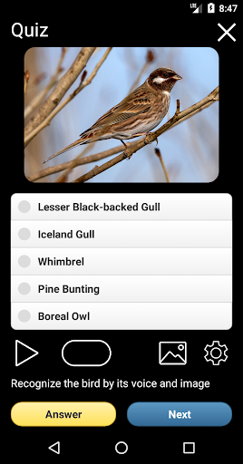 Birds of Russia Field Guide ekran görüntüsü