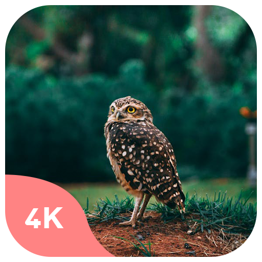 Birds Wallpapers