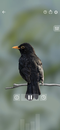 Kuş Sesleri: Bird Sounds ekran görüntüsü