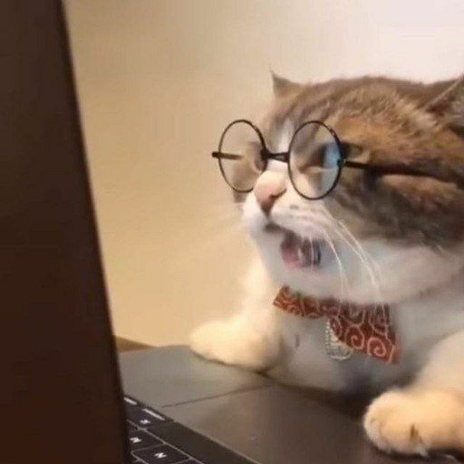 Funny Animal Pictures & Memes