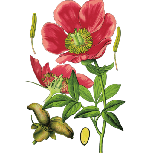 Plant Atlas