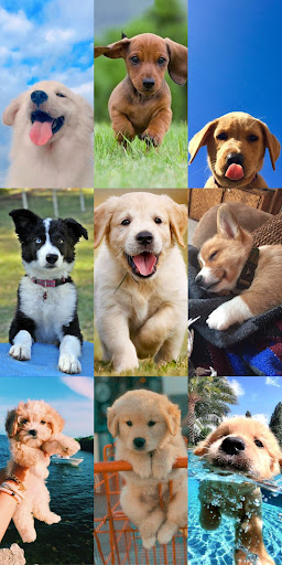 Puppy Wallpaper HD ekran görüntüsü