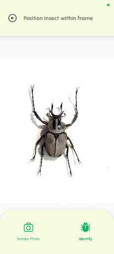 AI Insect Identifier ekran görüntüsü