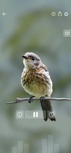 Kuş Sesleri: Bird Sounds ekran görüntüsü