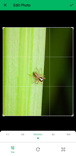 AI Insect Identifier ekran görüntüsü