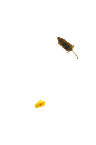 Mouse simulator: game for cat ekran görüntüsü