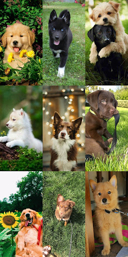 Puppy Wallpaper HD ekran görüntüsü
