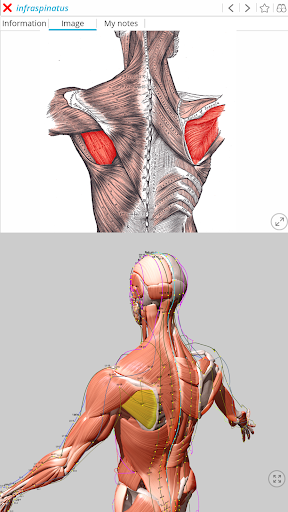 Visual Acupuncture 3D ekran görüntüsü