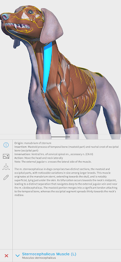 Complete Canine 3D - anatomy ekran görüntüsü