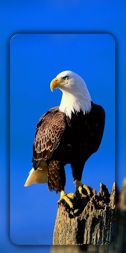 Eagle Wallpaper 4K ekran görüntüsü
