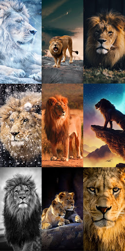 Lion Wallpapers HD ekran görüntüsü