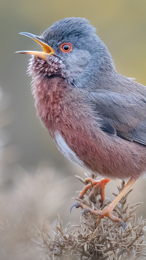 Merlin Bird ID by Cornell Lab ekran görüntüsü