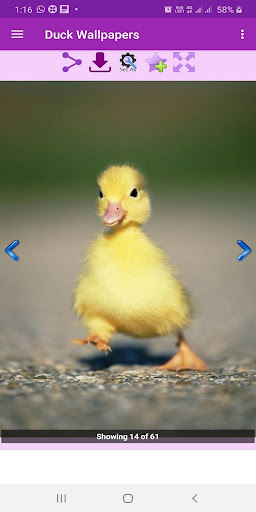 Duck Wallpapers Gallery ekran görüntüsü