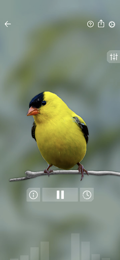 Kuş Sesleri: Bird Sounds ekran görüntüsü