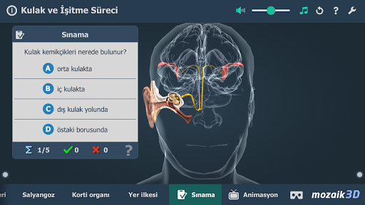 Kulak ve İşitme Süreci 3B ekran görüntüsü