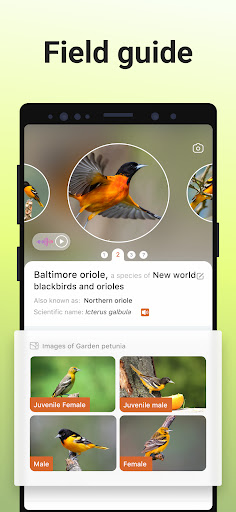 Picture Bird - Bird Identifier ekran görüntüsü