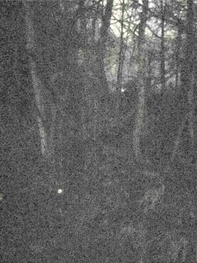 Ferret Night Camera ekran görüntüsü