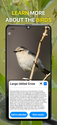Bird Sound Identifier Bird ID ekran görüntüsü