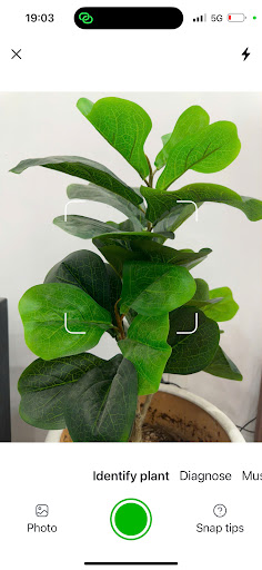 Plant Identification PlantID ekran görüntüsü