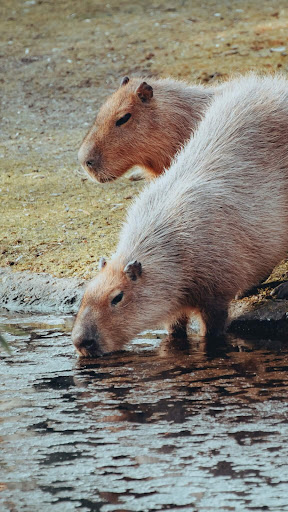 Capybara Wallpaper ekran görüntüsü